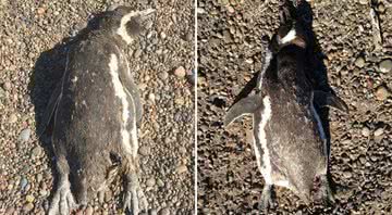 Pinguins encontrados mortos no ano de 2019 - Divulgação / Katie Holt / Universidade de Washington