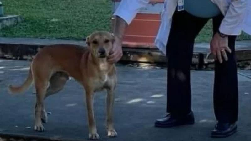 Cachorro que guardou corpo do dono - Divulgação / Facebook / Sangre Azul Puerto Rico