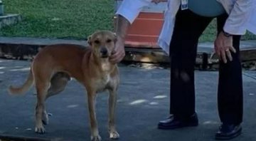 Cachorro que guardou corpo do dono - Divulgação / Facebook / Sangre Azul Puerto Rico