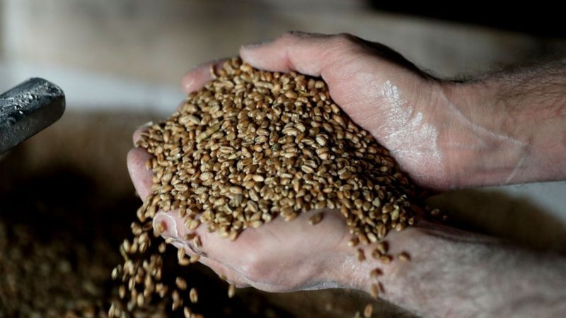 Pessoa segura grãos de trigo - Getty Images