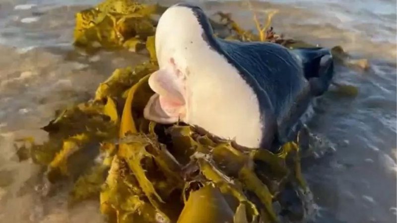 Criatura misteriosa encontrada em praia na Austrália - Divulgação / UOL