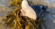 Criatura misteriosa encontrada em praia na Austrália - Divulgação / UOL