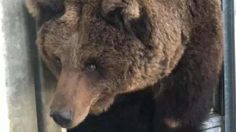 A ursa resgatada - Divulgação / Ouwehands Dierenpark Rhenen