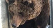 A ursa resgatada - Divulgação / Ouwehands Dierenpark Rhenen