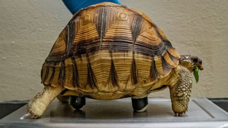 A tartaruga Hope com suas rodinhas - Divulgação / Chester Zoo