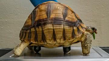 A tartaruga Hope com suas rodinhas - Divulgação / Chester Zoo