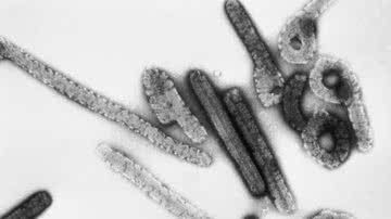 Vírus de Marburg - Domínio público / Dr. Erskine Palmer, Russel Regnery / CDC