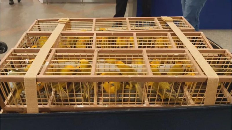 Pássaros encontrados em mala - Divulgação / Receita Federal