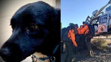 O cãozinho Saul ajudou as equipes de resgate a encontrarem seu dono - Divulgação / Facebook / Nevada County Sheriff's Search & Rescue