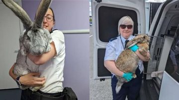 Agentes da RSPCA seguram coelhos gigantes resgatados - Divulgação / RSPCA