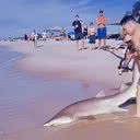 Homem arrastou animal para fora do mar na praia de NY, nos EUA - Divulgação / Instagram
