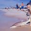 Homem arrastou animal para fora do mar na praia de NY, nos EUA