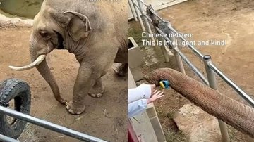 Elefante devolveu sapato com a tromba - Divulgação / Youtube
