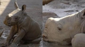 Filhote de rinoceronte branco nasceu recentemente - Divulgação / San Diego Zoo Wildlife Alliance
