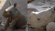 Filhote de rinoceronte branco nasceu recentemente - Divulgação / San Diego Zoo Wildlife Alliance