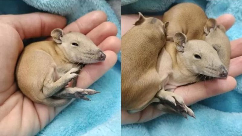 Filhotes encontrados em cama de cachorro - Divulgação / Darling Range Wildlife Shelter