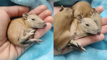 Filhotes encontrados em cama de cachorro - Divulgação / Darling Range Wildlife Shelter