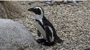 O pinguim Lucas - Divulgação / Zoológico de San Diego