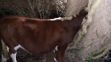Vaca ficou presa em uma árvore - Divulgação / Twitter / @HantsIOW_fire