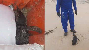 Pinguim foi encontrado em lixeira - Divulgação / Guarda Marítima