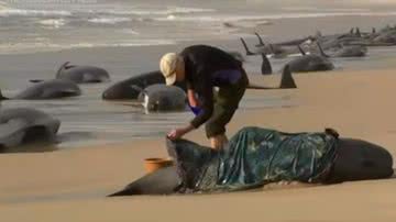 Baleias ficaram encalhadas na praia - Reprodução / vídeo / Youtube