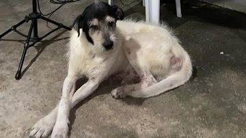 Grandão, o cão atropelado em José Bonifácio - Divulgação / arquivo pessoal
