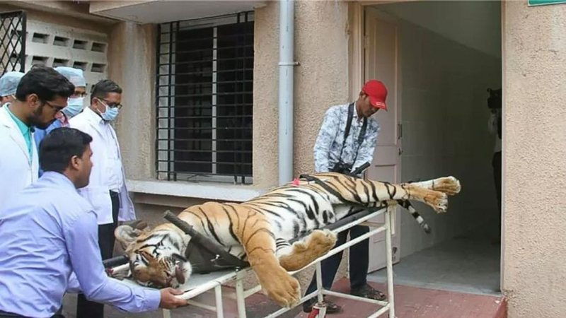 Tigre de bengala foi abatido - Reprodução / Twitter / @AlterNewsOnline