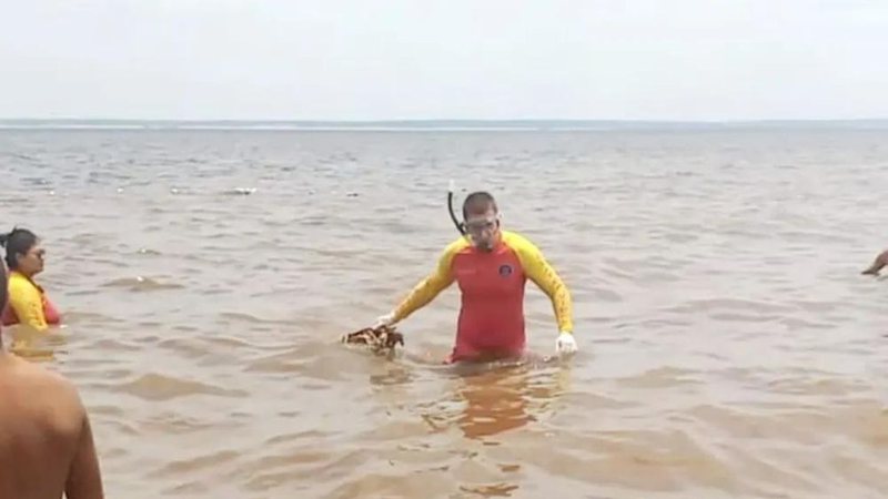 Esqueleto foi encontrado em praia - Divulgação / Corpo de Bombeiros do Amazonas