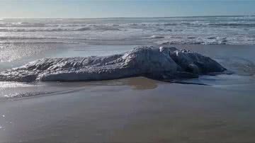 O "monstro marinho" encontrado na praia - Divulgação / Facebook