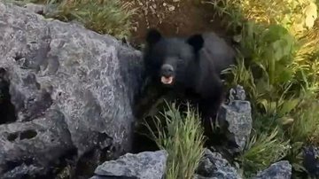 Urso que atacou alpinista - Reprodução/Vídeo/ Youtube