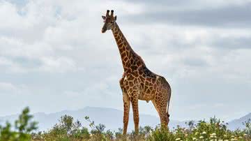 Imagem ilustrativa de girafa - Imagem de Wolfgang Hasselmann via Pixabay