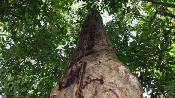 Árvore gigante encontrada na Mata Atântica - Divulgação / JBRJ