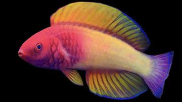Peixe bodião-fada-do-véu-rosa - Divulgação / Yi-Kai Tea via California Academy of Sciences