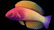 Peixe bodião-fada-do-véu-rosa - Divulgação / Yi-Kai Tea via California Academy of Sciences