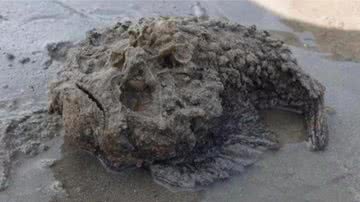 Paixe-pedra avistado por homem na praia - Divulgação / Facebook / Daniel Brown