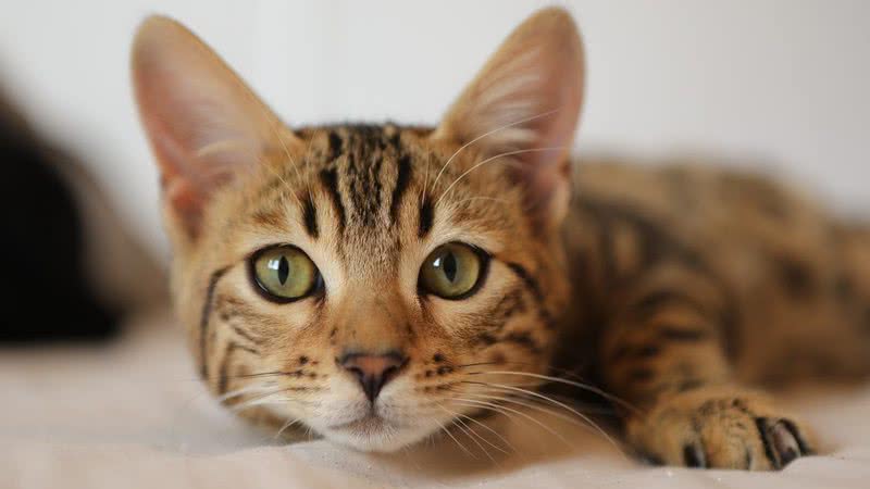 Imagem ilustrativa de gato - Imagem de Gidon Pico por Pixabay