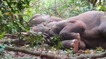 Elefante acabou adormecendo após ingerir licor - Divulgação / Twitter