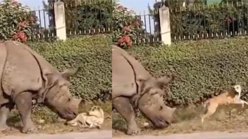 Rinoceronte assusta cão em vídeo que circula nas redes sociais - Divulgação / Twitter / @FredSchultz35