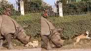 Rinoceronte assusta cão em vídeo que circula nas redes sociais - Divulgação / Twitter / @FredSchultz35