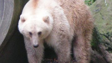 Urso grolar - Wikimedia Commons / Corradox
