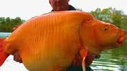 Peixe-dourado pescado na França - Divulgação / Facebook