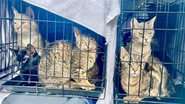 Gatos resgatados da residência do casal - Divulgação / Facebook / SPCA