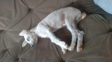 A cadelinha Mel foi encontrada dentro de sofá - Divulgação / Soraya Garcia