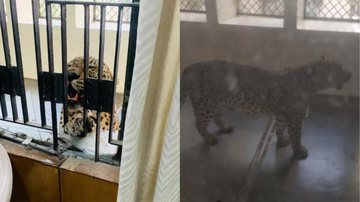 Leopardo invadiu tribunal - Divulgação / Twitter