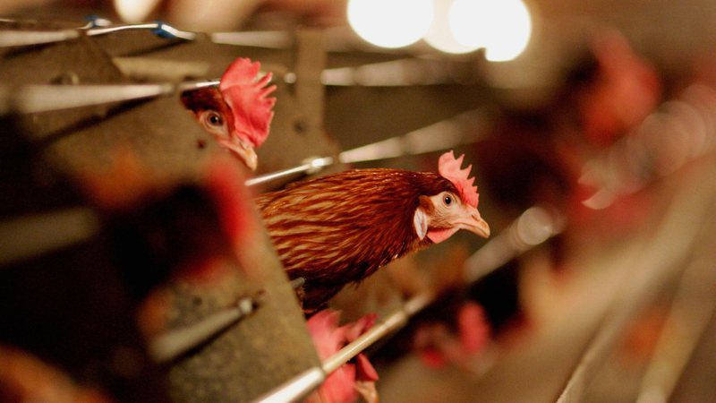 Na imagem, galinhas - Getty Images