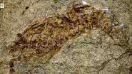Fóssil de camarão encontrado no sertão nordestino - Divulgação / G1