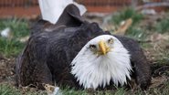 A águia-de-cabeça-branca Murphy - Divulgação / World Bird Sanctuary