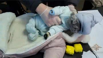 Drogas estravam em roupa de bebê usada por gato - Divulgação / Ministério do Interior da Rússia