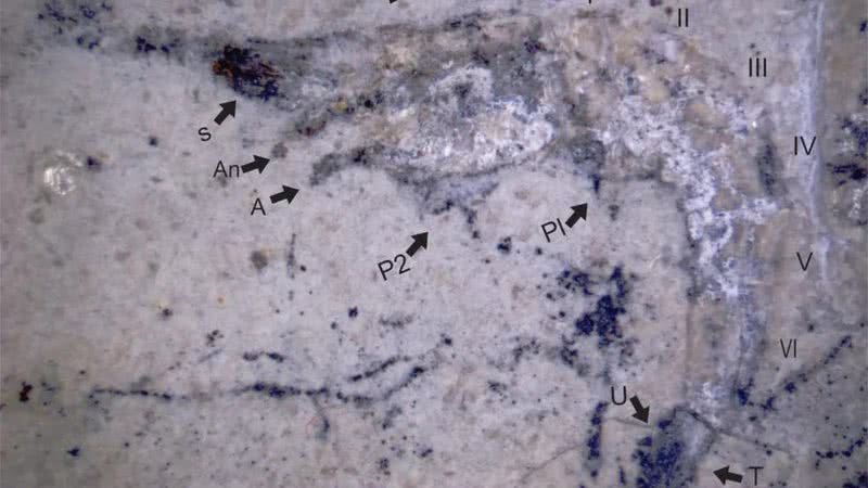 Fóssil de 90 milhões de anos encontrado - Divulgação / Universidade Federal do Piauí
