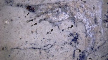 Fóssil de 90 milhões de anos encontrado - Divulgação / Universidade Federal do Piauí